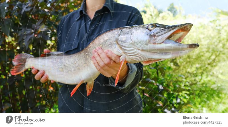 A Mans Arm Holding A Freshly Caught Northern Pike On A Spinner