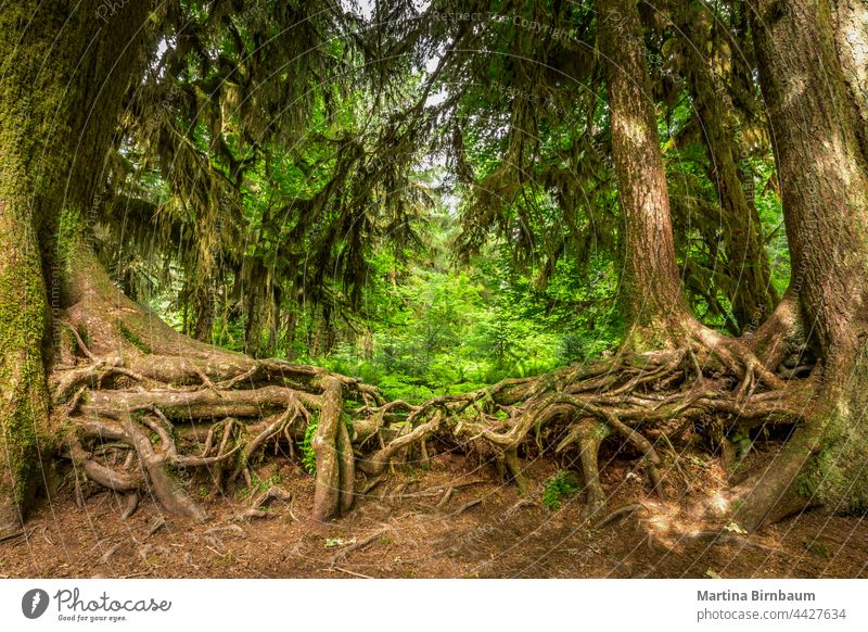 Intertwined roots of two old trees in the Hoh rainforest intertwined environment growth mosses hoh north america hall of mosses renewal washington state