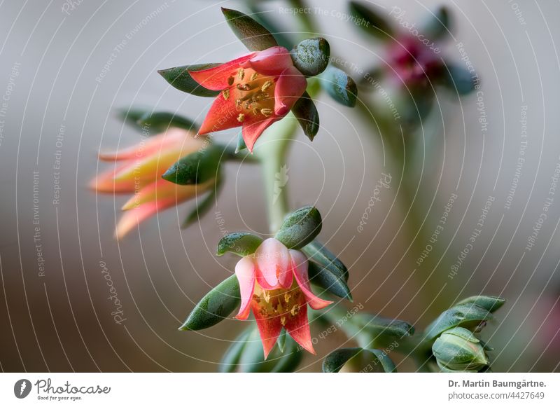 flowers of Echeveria sp., Crassulaceae, from Mexico echeveria Blossom blossoms Plant succulent water storing thickleaf plants crassulaceae