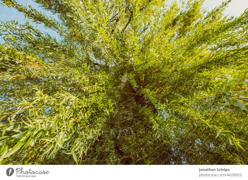 Willow from below from frog perspective Willow tree Tree Worm's-eye view Green leaves twigs Hang Green Power Nature Twigs and branches Environment Plant