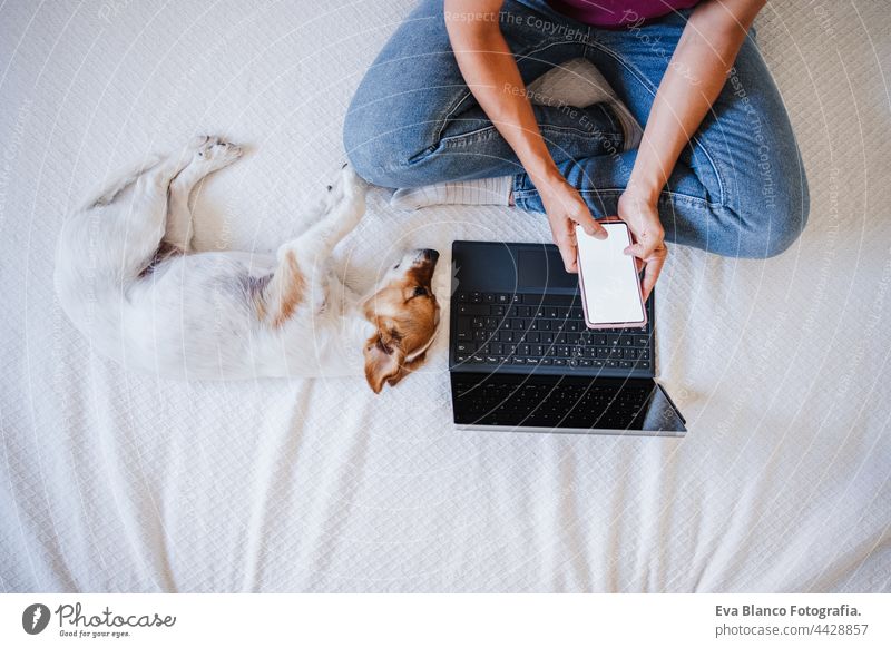 close up of unrecognizable woman at home working on laptop and mobile phone while cute jack russell dog resting on bed. Home office, Pets, love and relax