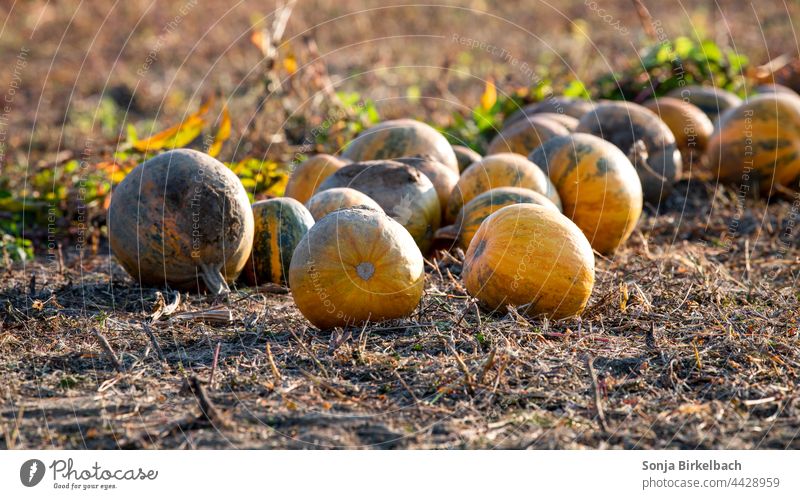 Autumn time - pumpkins in the evening sun on a field are ready for harvest - Halloween decoration Pumpkin Core oil Hallowe'en Autumnal Agriculture Crops
