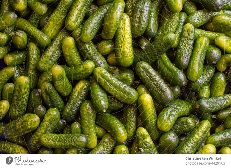 Pickled cucumbers, freshly washed and shiny, ready for pickling gherkins Cucumbers Food Vegetable Nutrition cure Green boil down Fresh Vegetarian diet