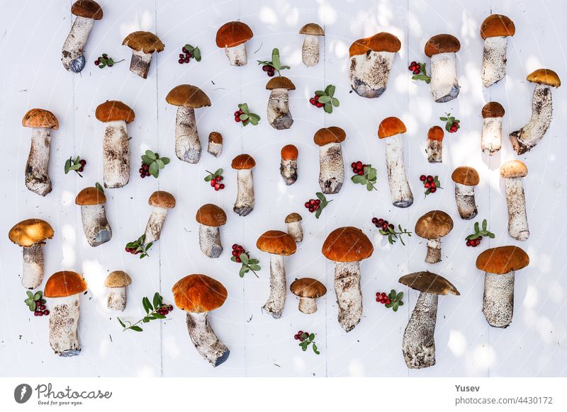 Autumn background. Orange cap boletus mushrooms and ripe lingonberry on a white wooden background. Picking wild mushrooms in the forest pattern. Autumn harvest of edible forest mushrooms and berries