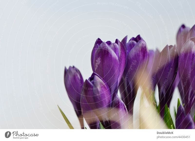 Purple crocuses against white background Violet Background picture Flower Crocus herald of spring Garden Macro (Extreme close-up) Spring Plant Spring fever