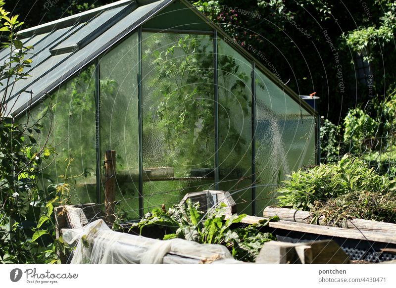 a greenhouse full of green plants. Vegetable gardening, allotment gardener Greenhouse Garden allotment holder Herbaceous plants extension Garden plot Glass