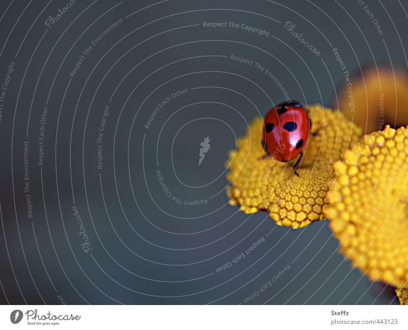 Ladybird as a lucky charm Good luck charm Happy symbol of luck Congratulations Easy Joie de vivre (Vitality) Yellow Ease Crawl Red yellow flower