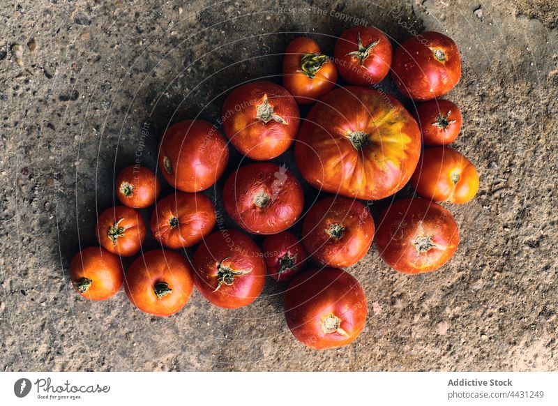 Closeup of a pile of red tomatoes on the ground plant agriculture land nature vegetable field organic growth farm food garden season growing farming natural