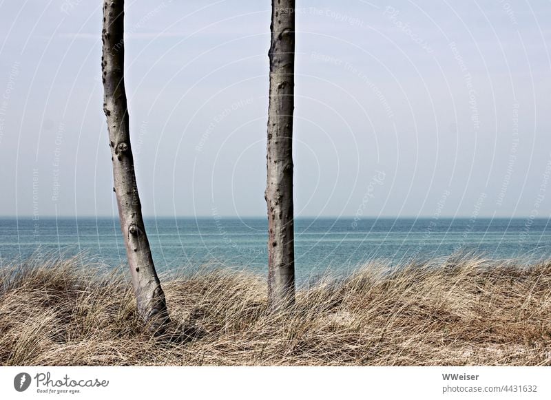 Two trees on the beach in a long-standing dialogue; the two probably disagree on something coast Baltic Sea tribes Grass Ocean Water Vantage point in twos