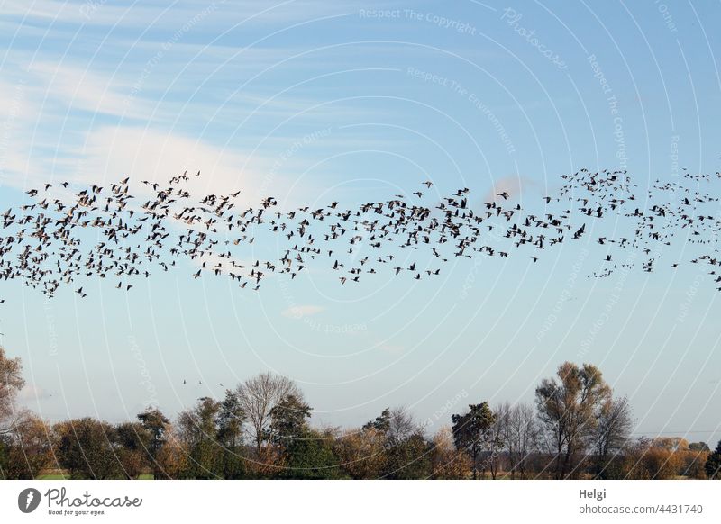 Bird migration - vast numbers of wild geese fly across the moor Goose Wild goose Gray lag goose bird migration Migratory bird Many quantity Sky Clouds Tree
