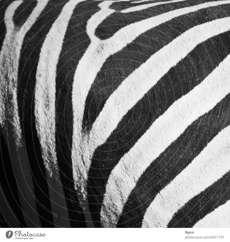 Zebra Stencil Animal Print Design Safari Zoo Jungle Stripe