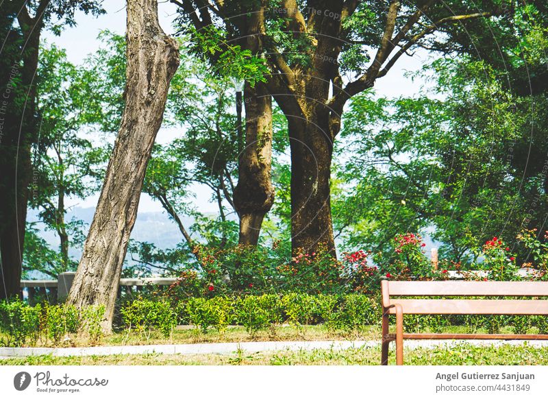 Bench seat to sit when you are tired in the middle of the trees Seat Trees Middle Green Park bench Relaxation Wooden bench Break Garden Calm Seating Sit Nature