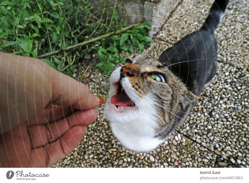 Funny cat photo of a little cat waiting with open mouth for the food held out to her Cat Feeding Mouth open wittily feeding yummy Hand Woman kitten Small