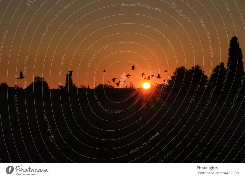 Flock of birds at sunrise Sunrise Morning Bird Flying Sky Nature Animal Wild animal Group of animals Exterior shot Freedom Environment Flight of the birds