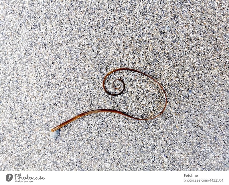 Nature is an artist. A wave washed up an alga in this shape. What a beautiful curl! Sand beach sand whorls Algae Exterior shot Curved Brown Gray sandy curling