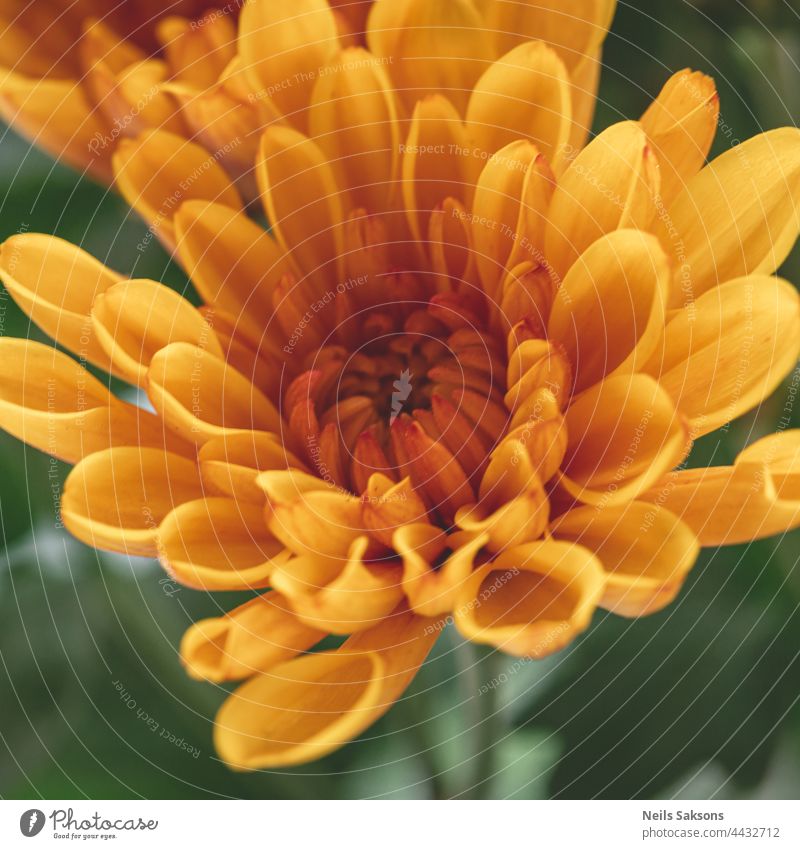 great macro picture of nice orange chrysanthemum on a blurry background close-up. Detailed yellow flower petals in natural light from window cream decoration