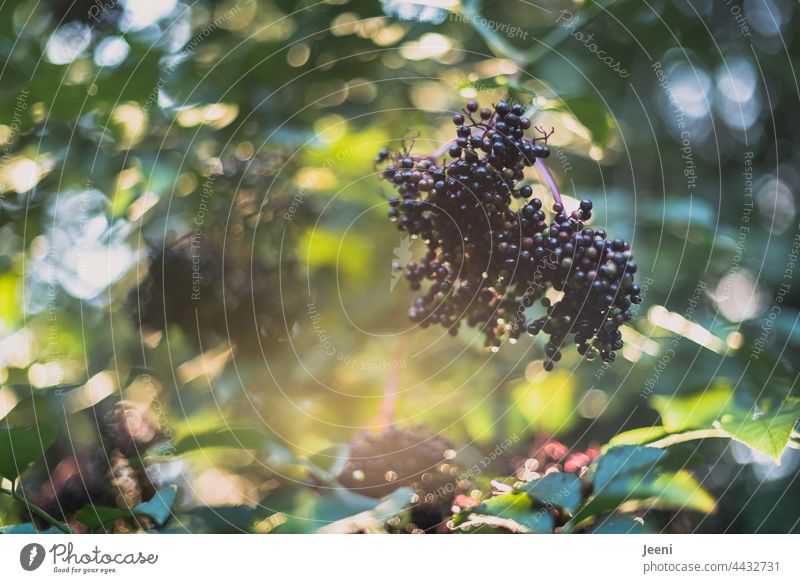 Elderberries in the garden Elderberry elder Elder juice lilac berries Plant Nature Green Fruit naturally Berries Summer Autumn Garden Fresh Healthy Mature Food