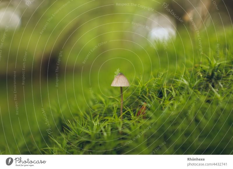 Mini mushroom in green moss Moss Green Nature Colour photo Deserted Exterior shot Plant Carpet of moss Woodground Close-up Mushroom Forest Day
