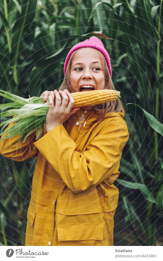 Funny little girl dressed in a yellow raincoat and a hot pink cap spoils and bites corn in a cornfield autumn child cloak laugh lifestyle play cute rural plant