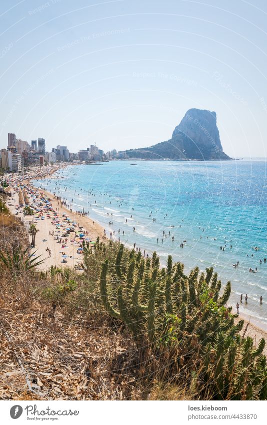 Cactus in front of sand beach with tourists for leisure along coastline of Calpe, Costa Blanca, Spain sea aerial calpe water cactus summer nature costa blanca