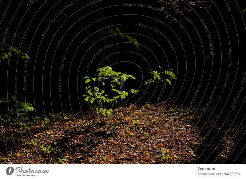 a young tree in the forest,illuminated by sunlight shining through the treetops trees forests spring sunshine leaf leaves Sunny Branch Branches nature Germany