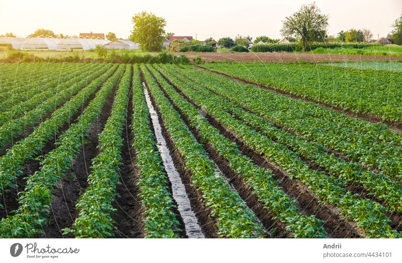 Water flows through the potato plantation. Watering and care of the crop. Surface irrigation of crops. European farming. Agriculture. Agronomy. Providing farms and agro-industry with water resources.