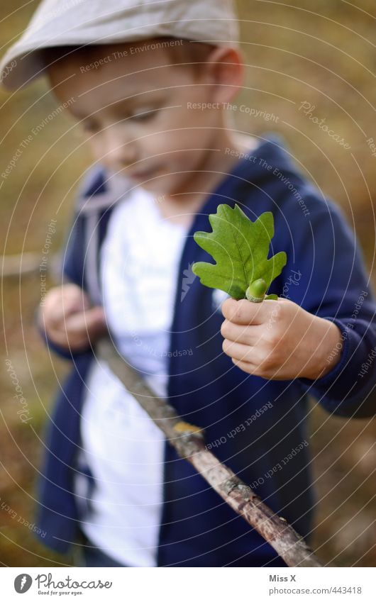 autumn is coming Human being Child 1 3 - 8 years Infancy Autumn Leaf Forest Cute Autumn leaves Acorn Oak leaf Collection Exterior shot Automn wood Stick Branch