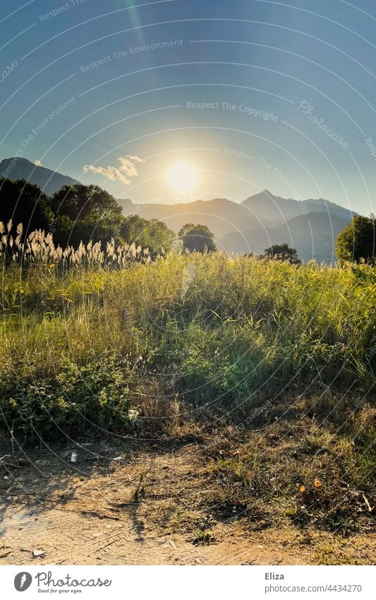 Landscape, meadow, trees and mountains in the evening sun Evening sun Back-light Sunlight Meadow Nature sunshine Idyll warm Sunbeam Beautiful weather