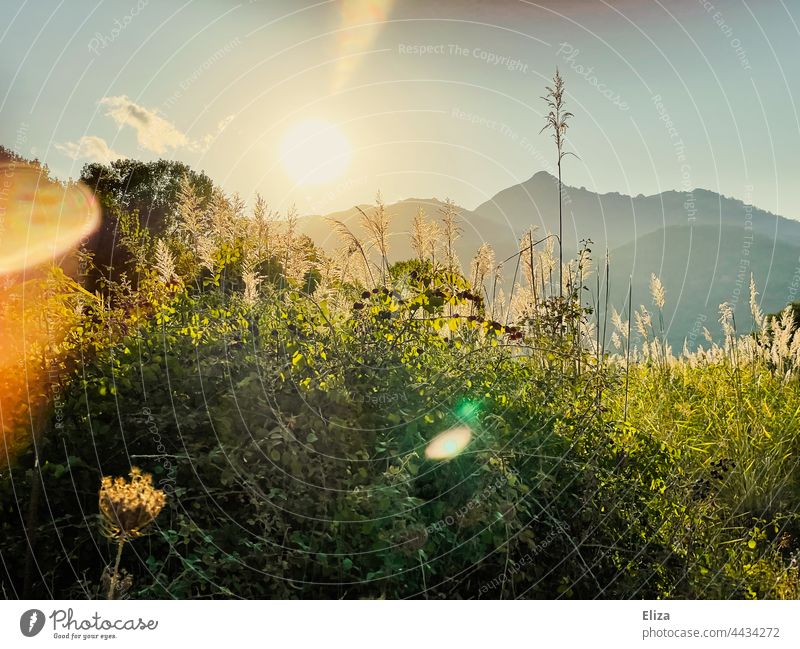Landscape, meadow, trees and mountains in the evening sun Evening sun Back-light Sunlight Meadow Nature sunshine Idyll warm Sunbeam Beautiful weather Light