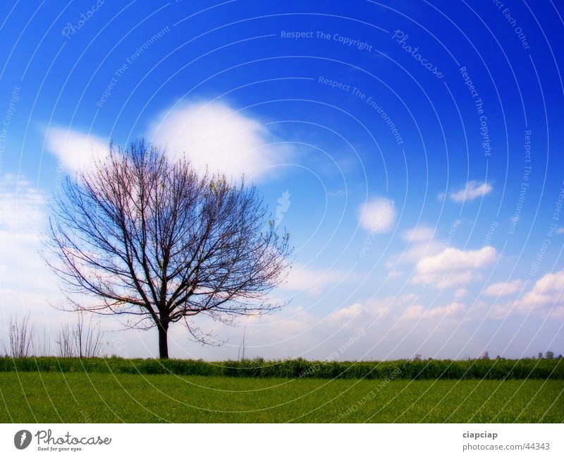 tree Tree Clouds Horizon Grass Sky