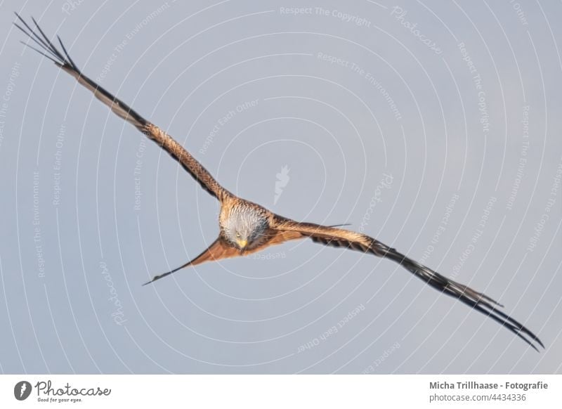 Flying red kite in search of prey Red Kite Red kite milvus milvus Bird in flight Bird of prey Head Beak Eyes Grand piano Wing span feathers plumage flapping Sky