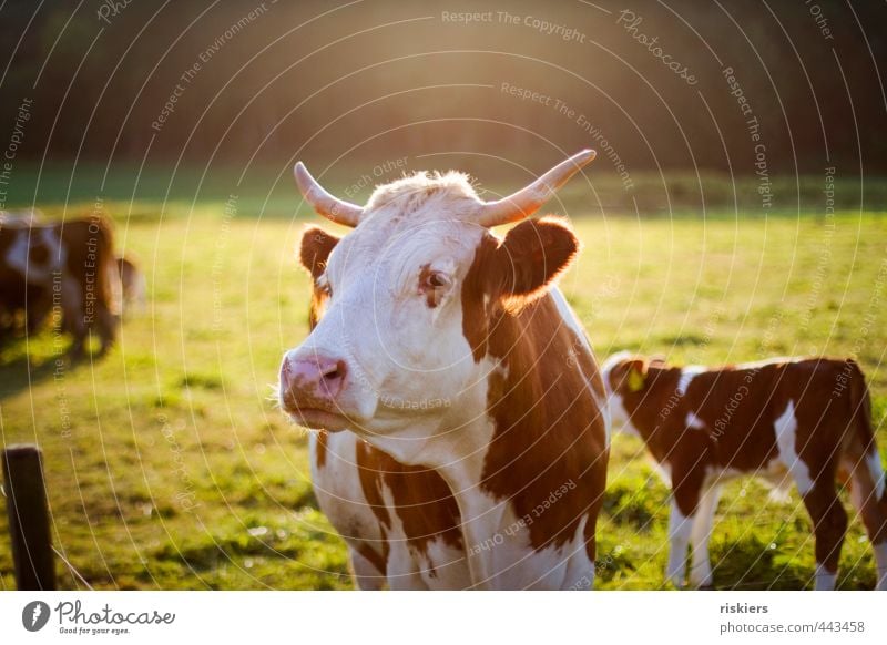 big mama watching you Animal Farm animal Cow Observe Looking Wait Esthetic Natural Brown Gold Green Responsibility Attentive Watchfulness Colour photo