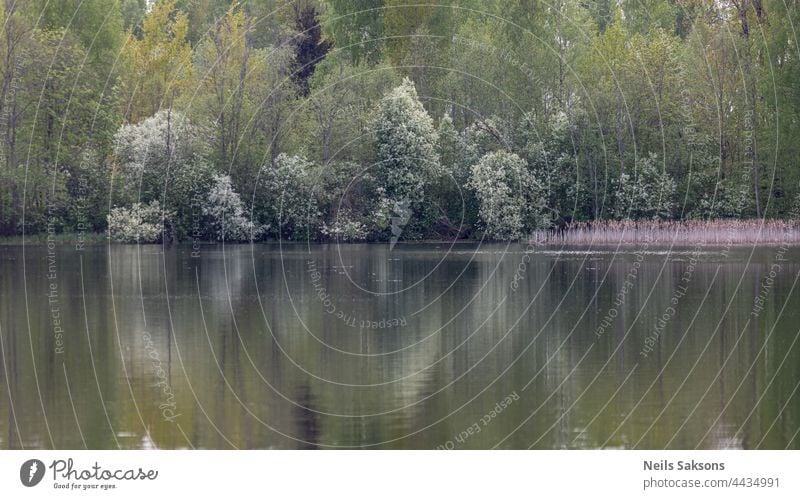 spring forest reflection in calm pond or lake water, april evening beautiful dim pale light, blooming white bird cherry trees background beauty black blue
