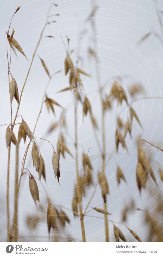 oats Oats Plant Field oat field Grain Agriculture Nature Summer Exterior shot Deserted Agricultural crop Colour photo Food Nutrition