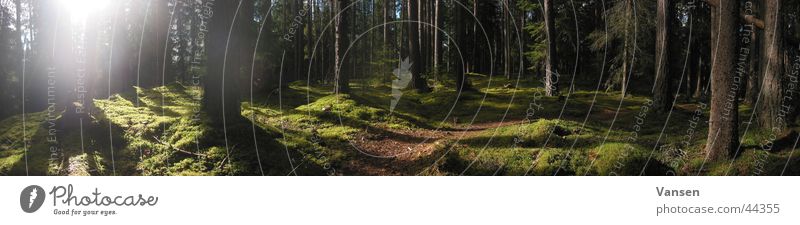 deep in the woods Forest Light Tree Panorama (View) Shadow Sun Sweden Large Panorama (Format)