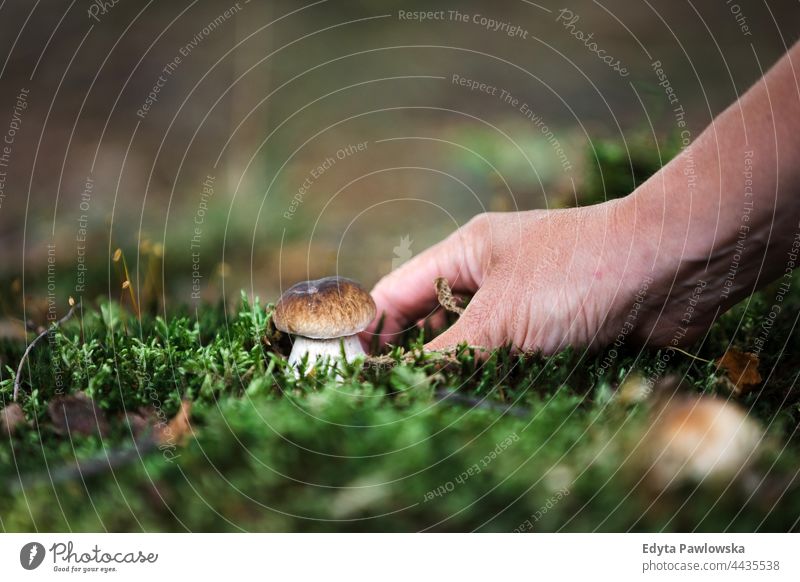 Picking mushrooms in the woods food fresh fungus healthy forest plants trees Poland day outdoors daytime nature autumn fall wild green wilderness