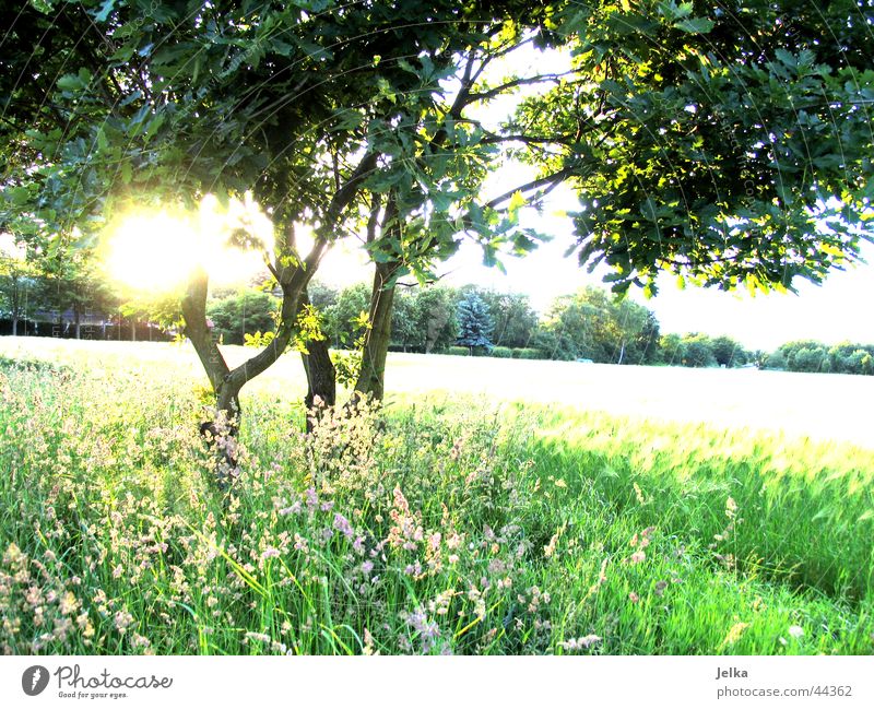 naturo puro Sun Tree Grass Esthetic Optimism Hope Tree trunk Cornfield Wheatfield Twig Branch Colour photo Sunbeam Back-light