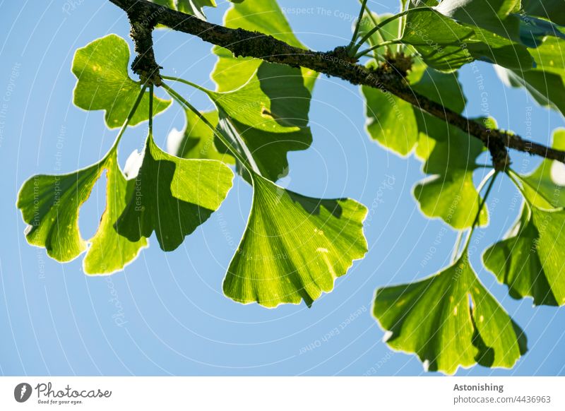 Ginkgo leaves gingko foliage Tree Sky Twig Nature Green Blue Shadow Light detail Branch Leaf Coniferous trees Needle Colour Guide Fine Weather clear Plant Day