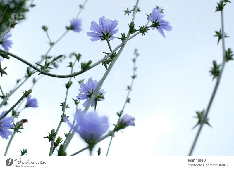 light sky blue flowers