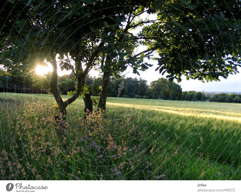 sunshine Sun Landscape Tree Grass Leaf Field Bright Cornfield Tree trunk Barley Barleyfield Grain Branch Twig pure nature Sunbeam Back-light