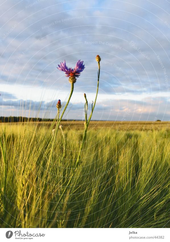 all alone ... Flower Field Loneliness Cornflower Cornfield Barley Barleyfield Grain Colour photo