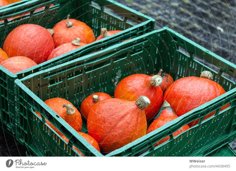 Many small pretty Hokkaido pumpkins lie in the rain in green boxes Pumpkin Crate Markets Sell Shopping Offer Eating boil Food Harvest Fruit Autumn Round