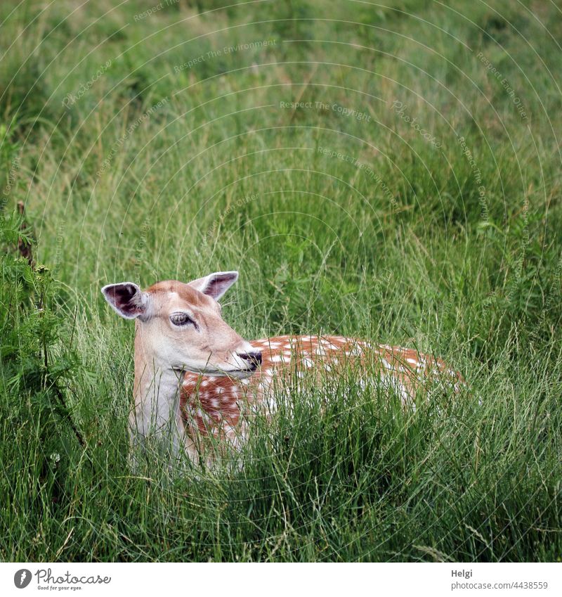 female velvet lies in the high grass and observes the surroundings Velvet Fallow deer Fallow deer enclosure Meadow Grass feminine Lie look tranquillity Rest
