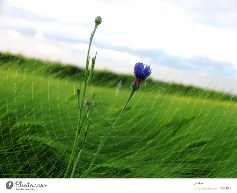 A little flower in the cornfield... Agriculture Forestry Nature Plant Horizon Summer Wind Flower Cornflower Grain Grain field Field Margin of a field Blue Green