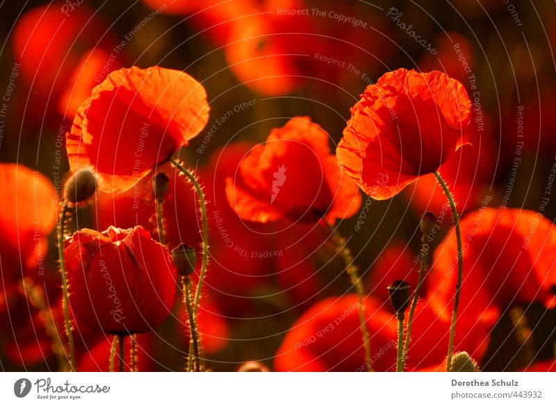 evening sun Nature Summer Beautiful weather Plant Blossom Wild plant Poppy field Corn poppy Field Orange Red Calm Inspiration Colour photo Exterior shot Evening