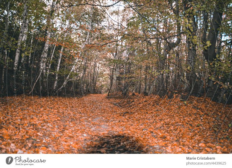 Low angle view of road leading to the forest during the autumn season low angle view Autumn leaves Autumnal Early fall Autumnal colours Environment Forest