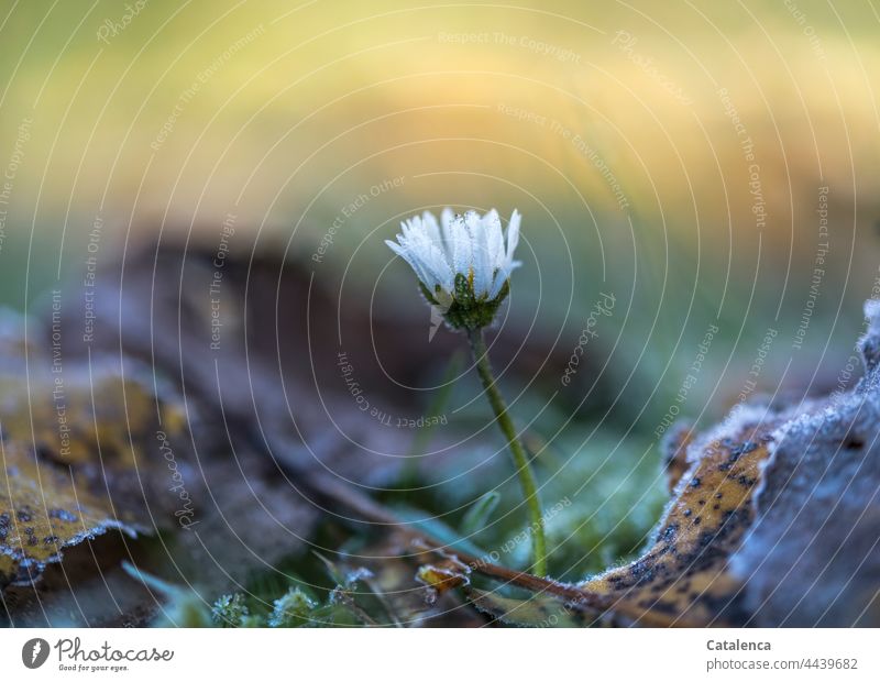 Daisies on an autumn morning wax Botany Blossom Plant Meadow Flower fragrances fade Green Yellow blossom daylight Day Garden flora Nature Daisy composite