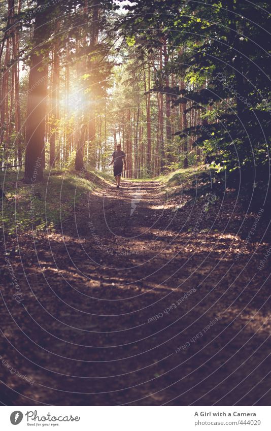 he came along Human being Masculine 1 Environment Nature Landscape Sunlight Summer Autumn Beautiful weather Tree Forest Walking To go for a walk Forest walk