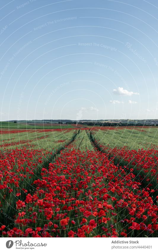 Blooming poppies in countryside field under blue sky poppy flower bloom nature landscape environment cultivate papaver blossom scenic botany vegetate cloudy