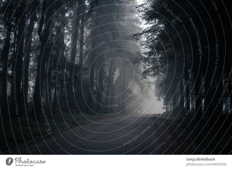 Fog in the forest on lonely roads Forest Street Tree Nature Exterior shot Colour photo Deserted Cold Landscape Bad weather Day Autumn Environment Subdued colour